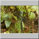 Anax imperator - Grosse Koenigslibelle 07a.jpg